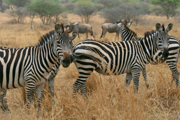 Tanzanie : Circuit De la Savane Africaine à l'île aux Epices