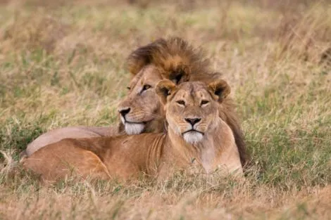 Tanzanie : Circuit Des Pistes du Nord aux Plages de Zanzibar