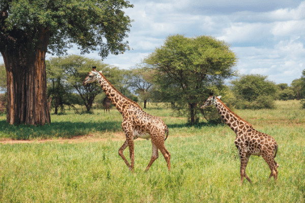 Tanzanie : Circuit Tanzanie, Entre Faune & Sable de Kiwengwa en Privatif