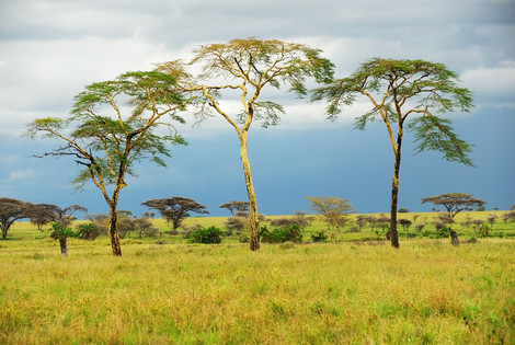 Nature - Circuit Premier regard Tanzanie + Zanzibar Arusha Tanzanie