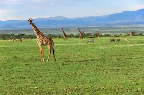 Nature - Circuit Merveilles de Tanzanie Kilimanjaro Tanzanie