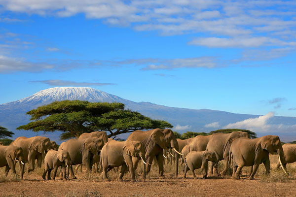 Kilimanjaro