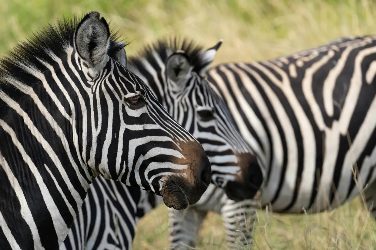 Tanzanie : Circuit Coeur sauvage des parcs du nord tanzanien