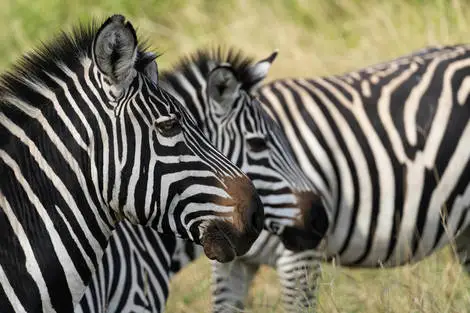 Tanzanie : Circuit Coeur sauvage des parcs du nord tanzanien