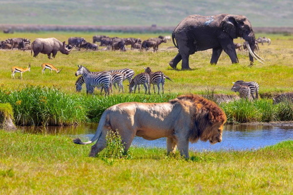 Tanzanie : Circuit Kilimandjaro, Ngorongoro, Lac Manyara, Serengeti