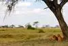 Nature - Circuit Splendeurs de Tanzanie et extension Zanzibar Kilimanjaro Tanzanie