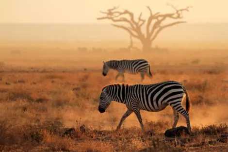 Tanzanie : Circuit Rencontres Sauvages et Sable Blanc en Privatif