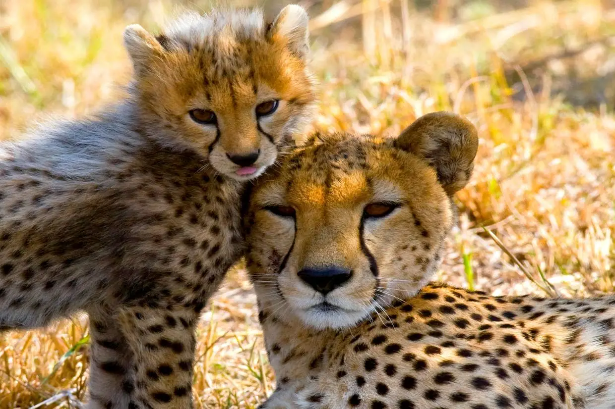 Tanzanie : Combiné circuit et hôtel Framissima Paje Palms Beach Resort 4* avec 2 nuits au Parc de Selous