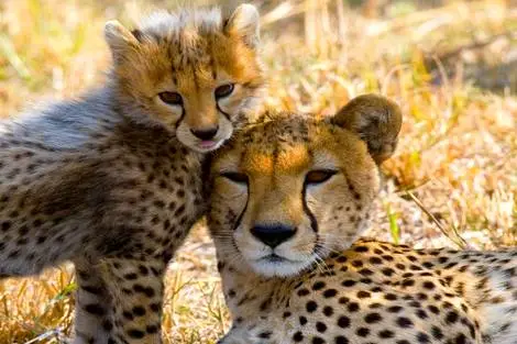 Tanzanie : Combiné circuit et hôtel Framissima Paje Palms Beach Resort 4* avec 2 nuits au Parc de Selous