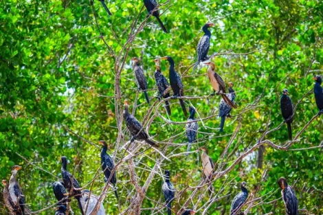 Circuit SEJOUR WARIDI 4* & SAFARI SAADANI 1 NUIT Tanzanie Zanzibar