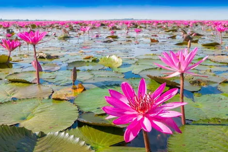 Circuit Lotus de Thaïlande en mini groupe 4*