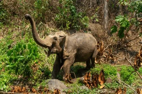 Thailande : Combiné circuit et hôtel Trésors de Thaïlande et plage à Krabi