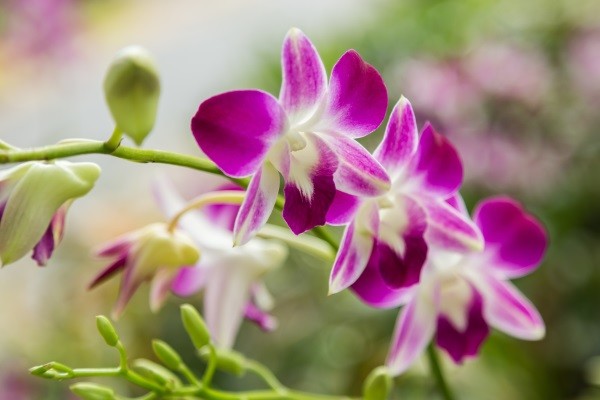 Orchidées