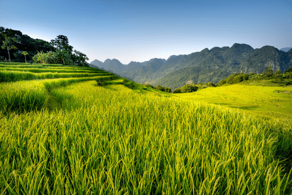 Vietnam : Circuit Des Rizières de Mai Chau à Halong
