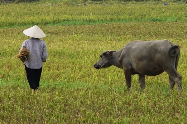 Les Incontournables du Vietnam