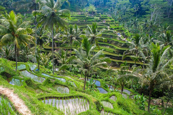 Bali : Combiné hôtels Ubud en roue libre & Séjour de 3 nuits au Naya Collection Sol by Mélia