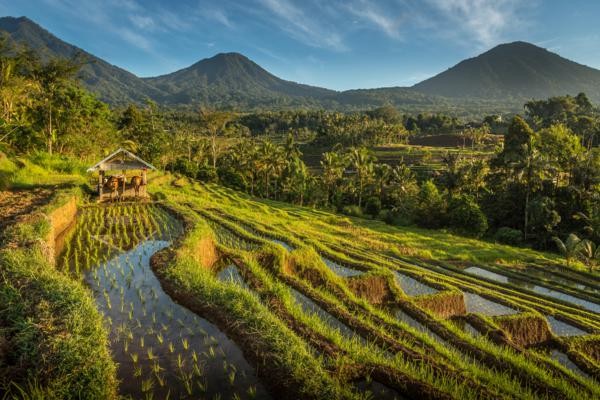 Nature - Combiné hôtels Des rizières d’Ubud aux plages de Sanur 4* Denpasar Bali