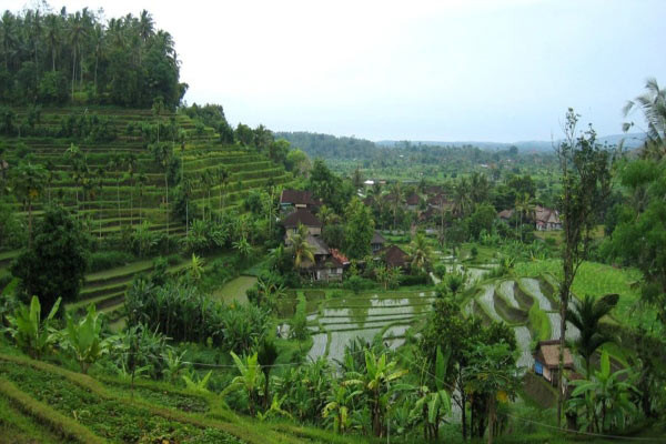 Rizières
