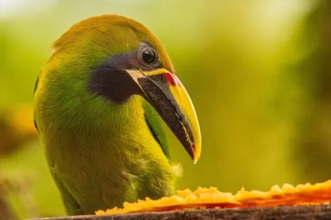 Costa Rica : Combiné circuit et hôtel Viva La Vida et plage de Tambor