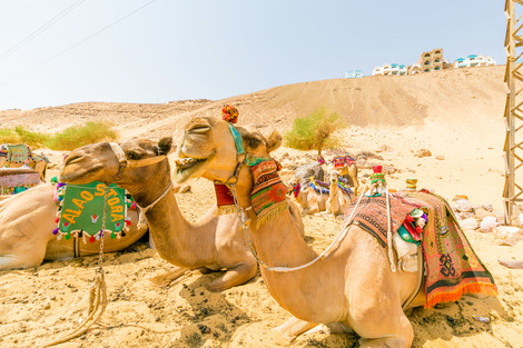 Egypte : Combiné croisière et hôtel Framissima Gloire des pharaons à bord du Framissima Monica et extension au Framissima Swiss Inn Resort (14 nuits)