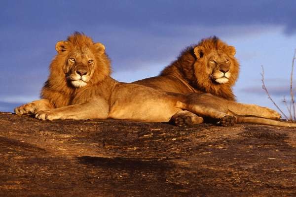 2 lions