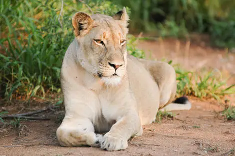 Combiné Diamonds Malindi 5* avec 3 nuits de safari Tsavo Est/Ouest et Amboseli Kenya Mombasa