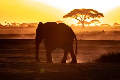 Combiné Hôtel Neptune Palm Beach Boutique Resort & Spa 4* avec 3 nuits Tsavo Est / Ouest et Amboseli Kenya Mombasa