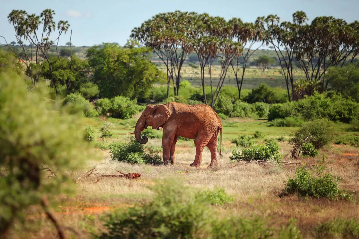 Kenya : Combiné circuit et hôtel Jacaranda Indian Ocean Beach Resort 4* avec 1 nuit Tsavo Est