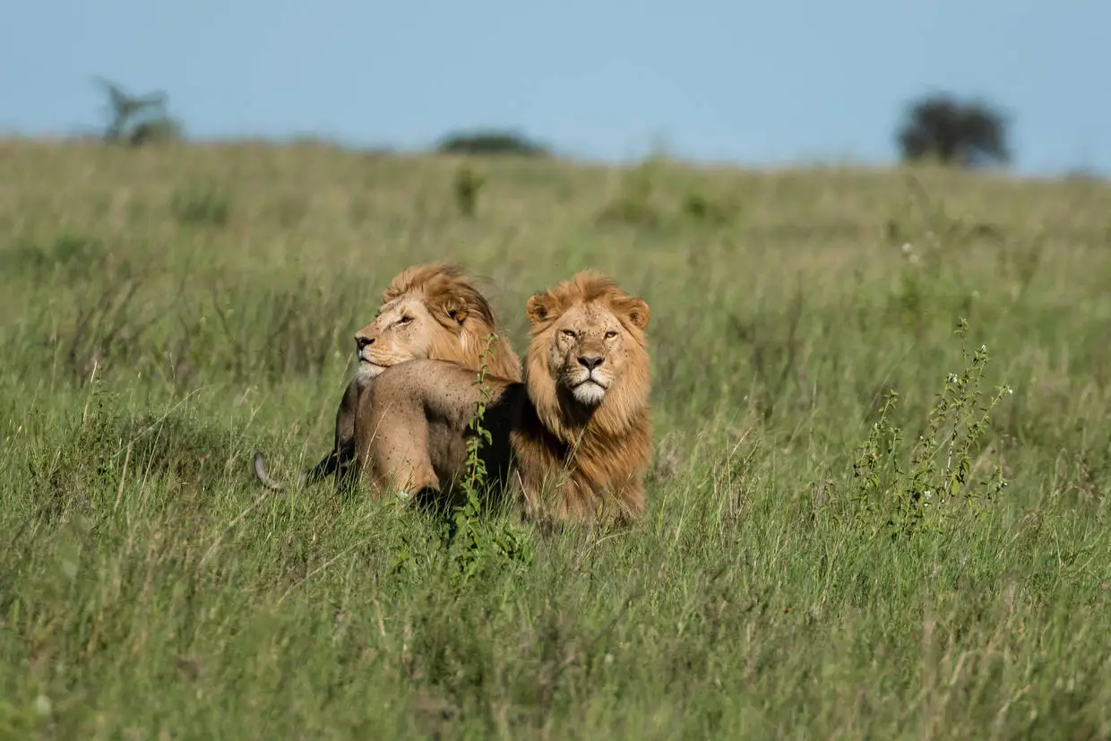 Kenya : Combiné circuit et hôtel Jacaranda Indian Ocean Beach Resort 4* avec 3 nuits Tsavo Est/Ouest/Amboséli