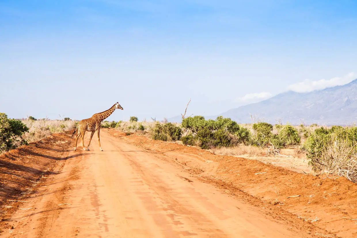 Kenya : Combiné circuit et hôtel Jumbo Resort Watamu 4* avec 2 nuits Tsavo est/Ouest