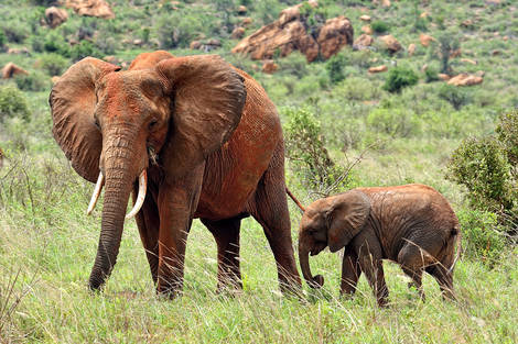 Combiné Neptune Paradise Beach Resort & Spa 4* avec 2 nuits Tsavo Est / Ouest Kenya Mombasa