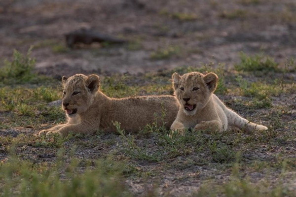 Kenya : Combiné hôtels Ôclub Experience Sun Palm Beach Hotel & Resort 4* + Safari 2 nuits dans le parc national de Tsavo