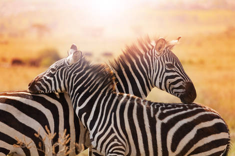 Combiné Papillon Lagoon Reef 3* avec 3 nuits Tsavo est/Ouest et Amboséli Kenya Mombasa