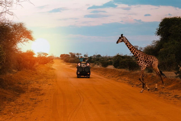 Kenya : Combiné circuit et hôtel « Safari inoubliable au Kenya : Masai Mara, Naivasha & Amboseli » & séjour en Ôclub