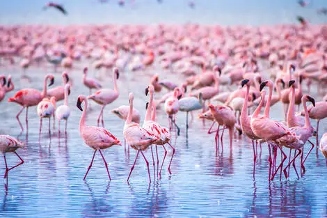 Kenya : Combiné circuit et hôtel Safari Express, lacs et savane du Kenya (circuit privatif) + extension au Neptune Paradise Beach Resort & Spa