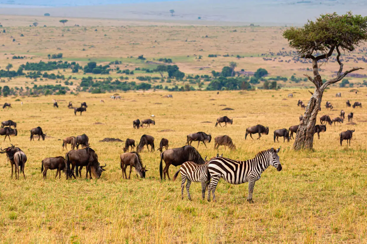 Kenya : Combiné circuit et hôtel Safari Masai Mara (4 nuits) + extension au Neptune Paradise Beach Resort & Spa