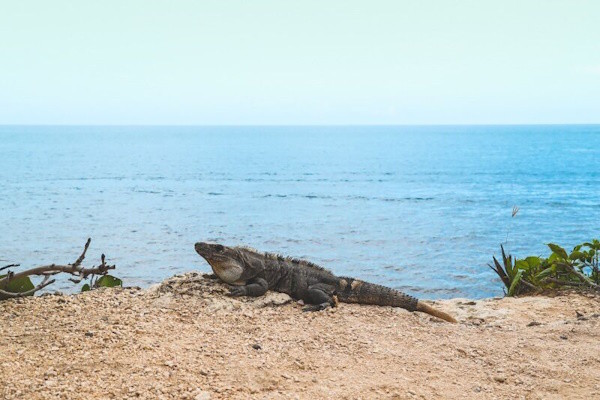 Mexique : Combiné circuit et hôtel Balade Yucateque avec 5 nuits de balnéaire à Cancun