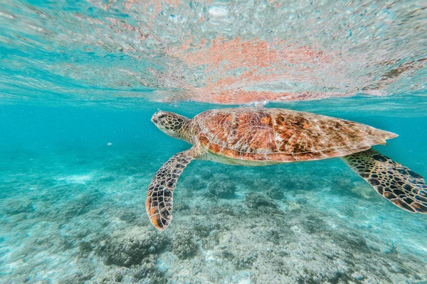 Philippines : Combiné hôtels Séjour d'île en île au paradis Philippin