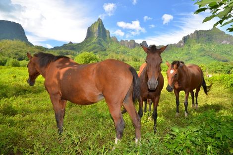 Combiné hôtels 4 îles : Tahiti – Huahine– Bora Bora – Moorea 3* sup photo 11