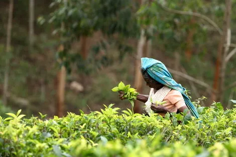 Sri Lanka : Circuit Découverte du Sri Lanka 4* & extension à l'hôtel Maalu Maalu Resort