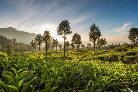 Combiné Circuit Intense Sri Lanka (privatif) & plage au Framissima Heritance Ahungalla 5* Sri Lanka Colombo