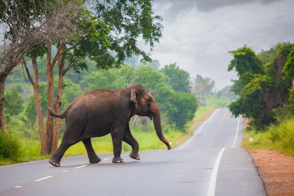 Sri Lanka : Circuit Splendeurs du Sri Lanka et extension Kalutara - Limité à 28 pers.