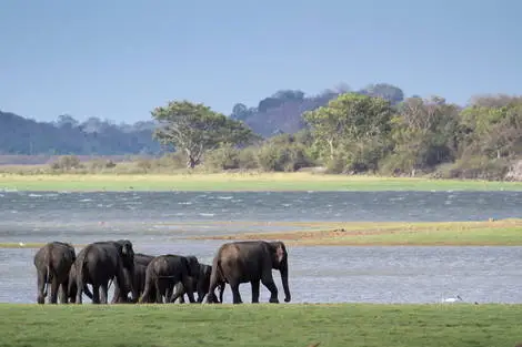 Sri Lanka : Combiné circuit et hôtel Royaume de Ceylan (collectif) & plage au Framissima Heritance Ahungalla