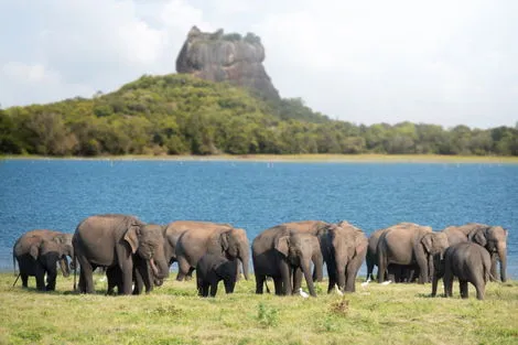 Circuit Découverte du Sri Lanka 4* & extension à l'hôtel The Palms 4*
