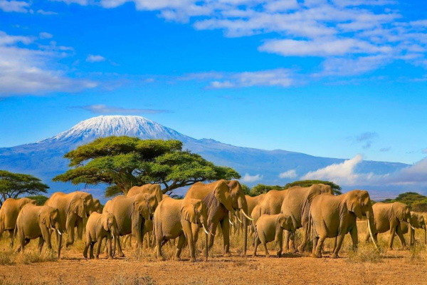 Tanzanie : Combiné circuit et hôtel Ôclub Experience Sultan Sands Island Resort & Spa 4*sup + Safari 2 nuits