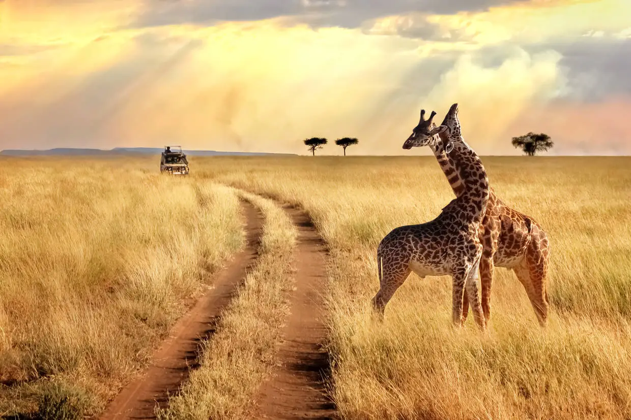 Tanzanie : Combiné circuit et hôtel JAZ Amaluna - Adult Only 5* avec 1 nuit au Parc de Selous