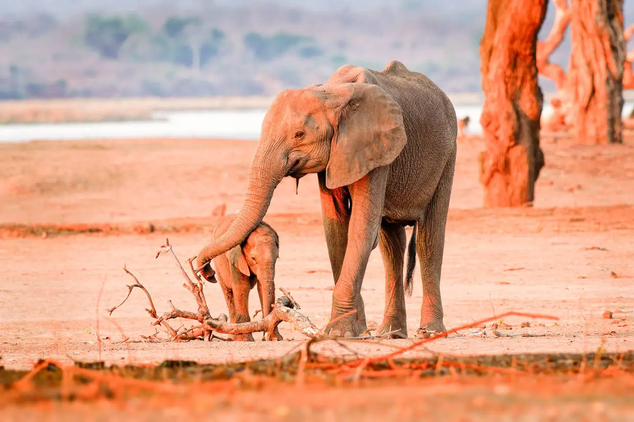 Tanzanie : Combiné circuit et hôtel Neptune Pwani Beach Resort & Spa 5* avec 1 nuit au parc de Selous