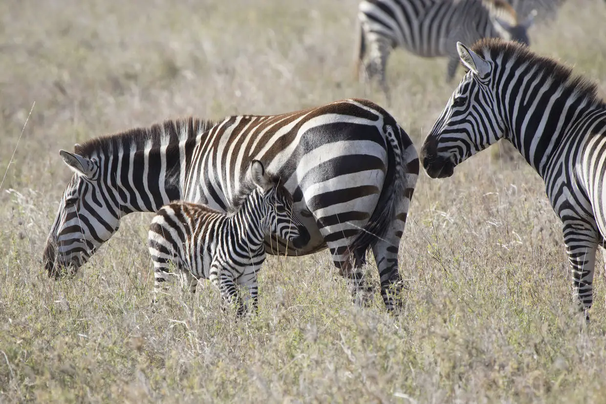 Tanzanie : Combiné circuit et hôtel Palumbo Kendwa 4* avec 1 nuit au Parc de Selous