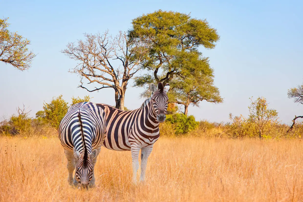 Tanzanie : Combiné circuit et hôtel Fram Sélection AHG Sun Bay Mlilile Beach 4* avec 1 nuit au Parc de Selous