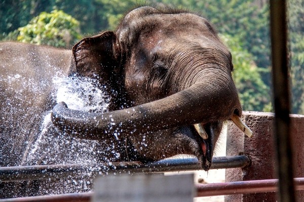 Chiang mai